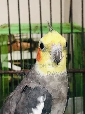 ককাটেল পাখি