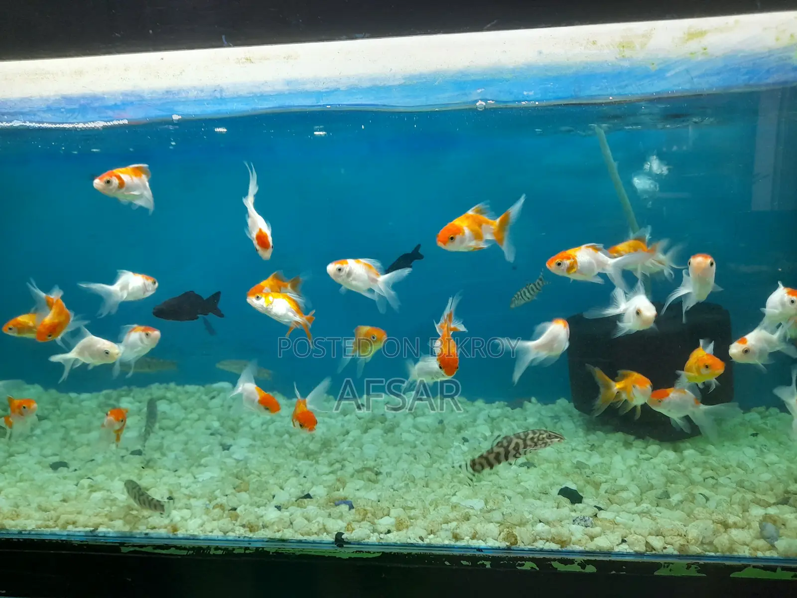 Small Gold Fish