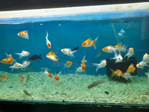 Small Gold Fish