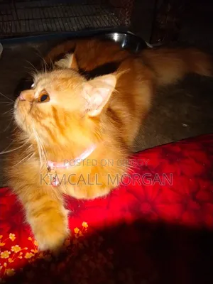 3-6 Months Male Purebred Persian