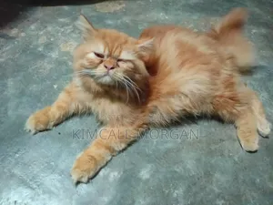 3-6 Months Male Purebred Persian