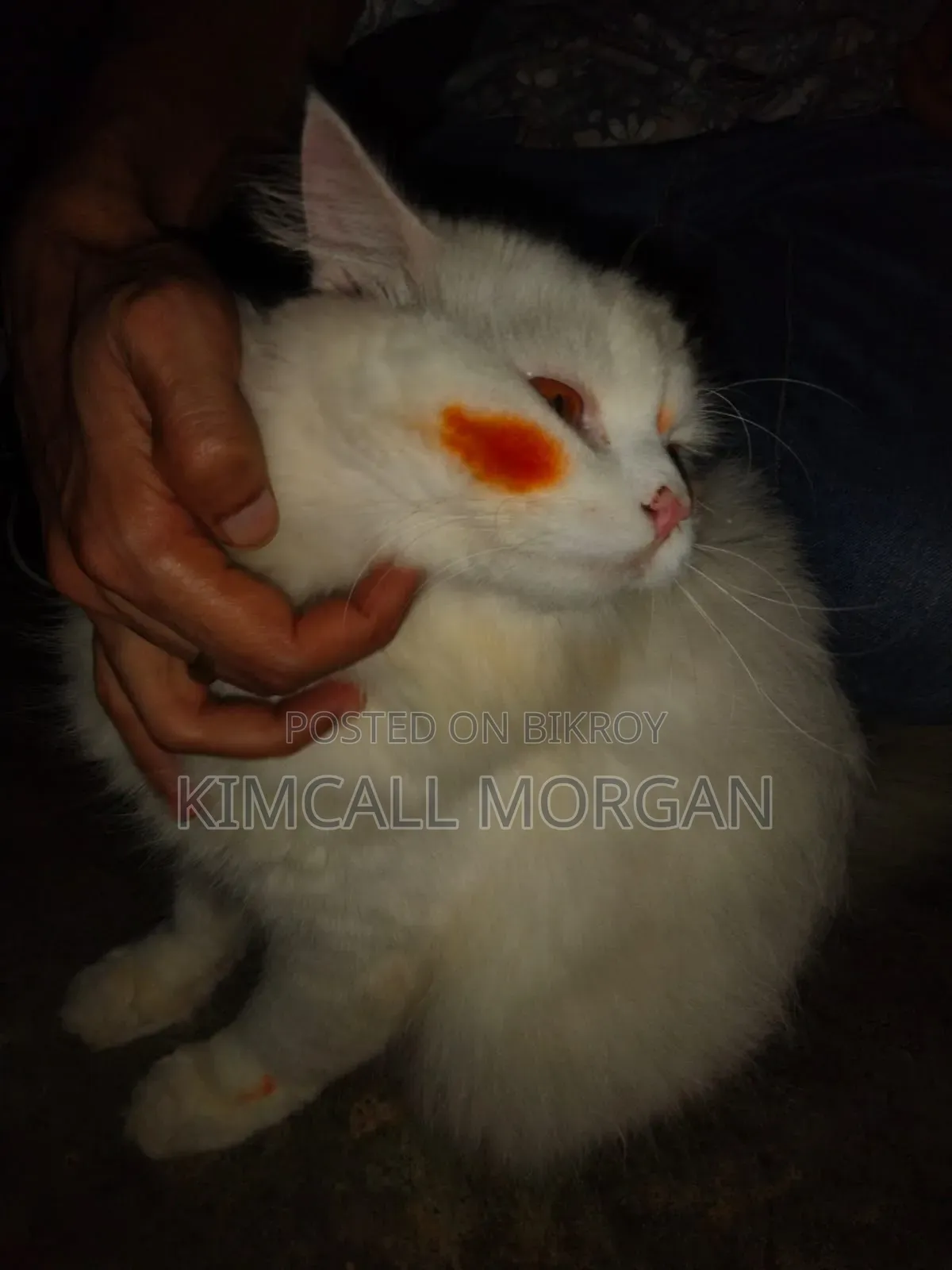1+ Year Male Purebred Persian