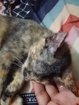 3-6 Months Female Purebred Cat