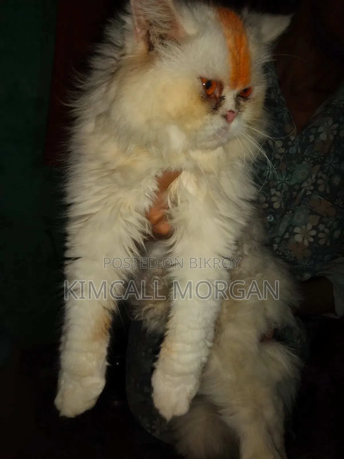 3-6 Months Female Purebred Persian