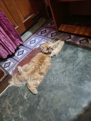 1+ Year Male Purebred Persian