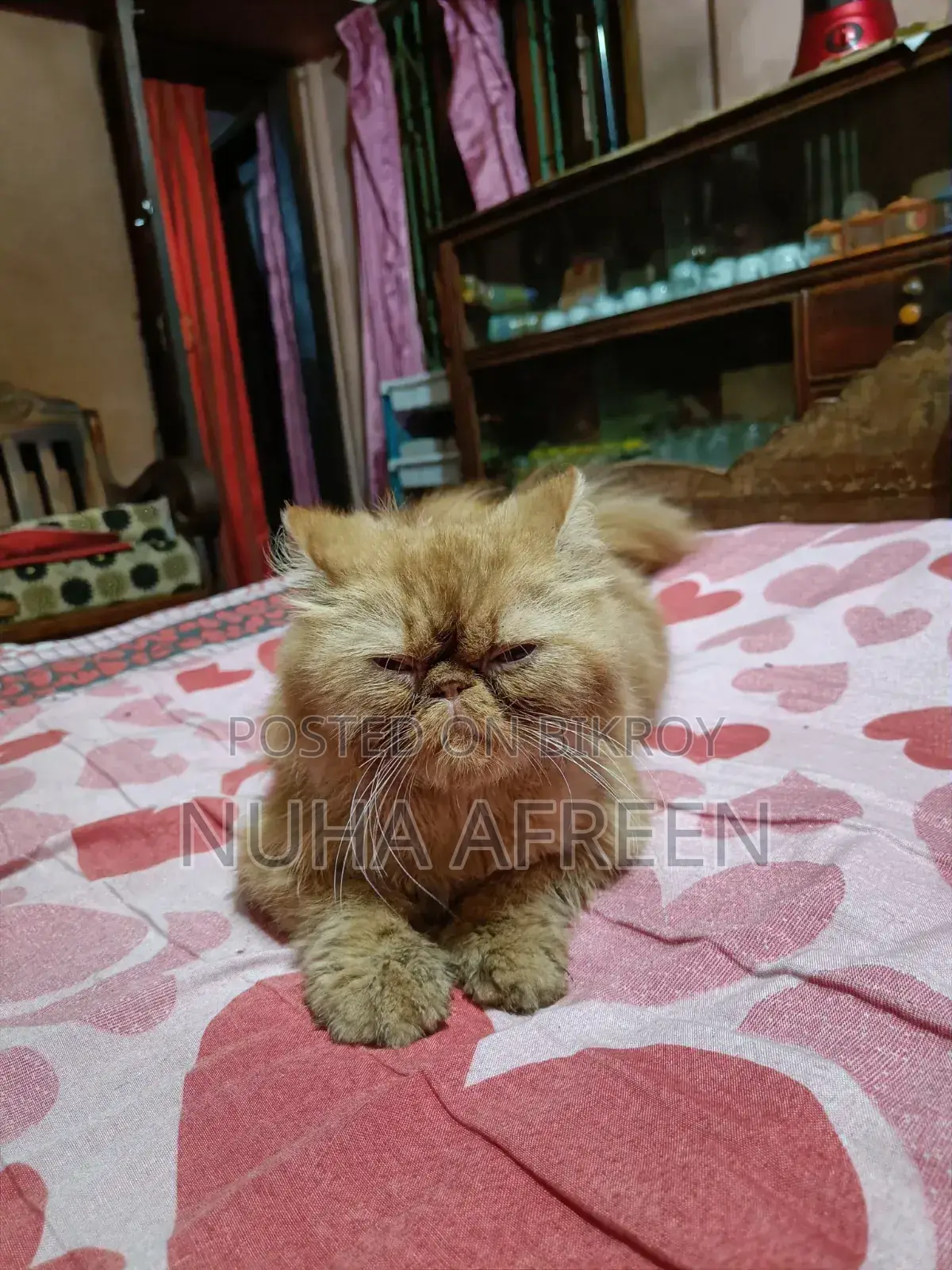 1+ Year Male Purebred Persian