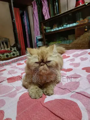 1+ Year Male Purebred Persian