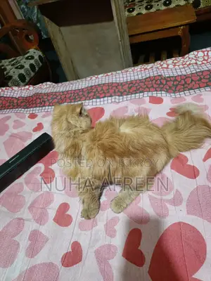 1+ Year Male Purebred Persian