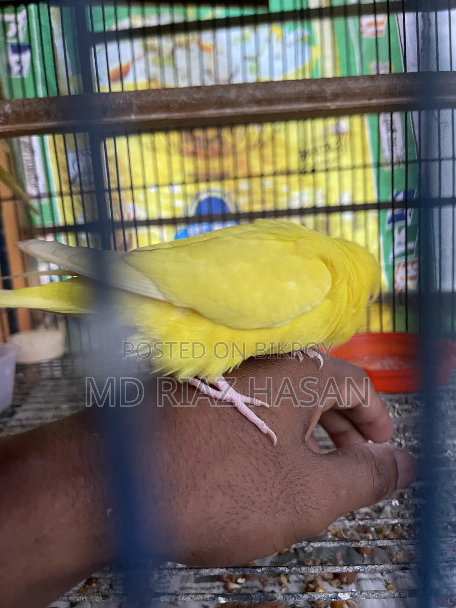Lutino Red Eye Budgie Pair, Tame Male