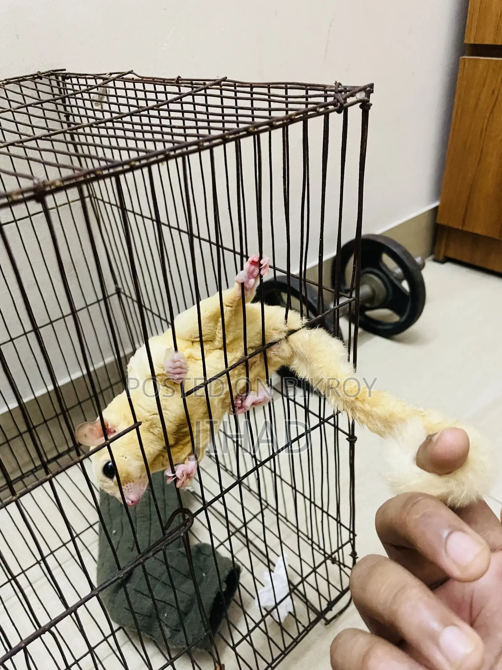 Leucistic Sugar Glider Male