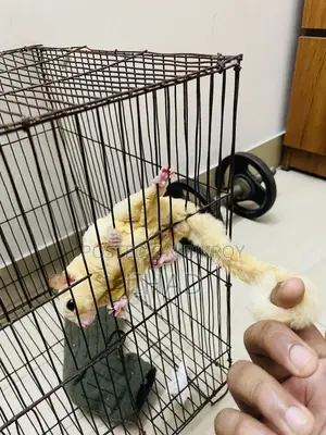 Leucistic Sugar Glider Male