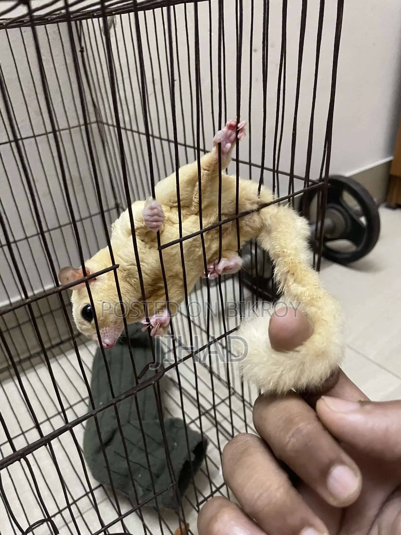 Leucistic Sugar Glider Male