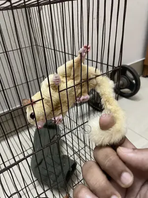 Leucistic Sugar Glider Male