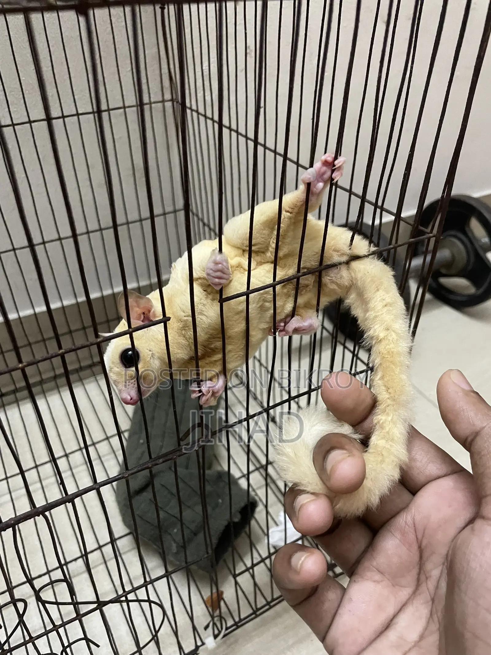 Leucistic Sugar Glider Male