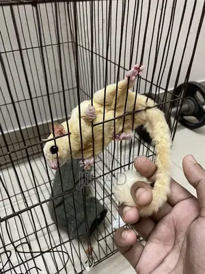 Leucistic Sugar Glider Male