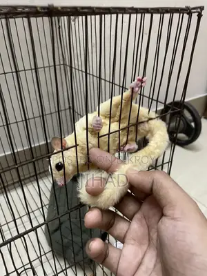 Leucistic Sugar Glider Male