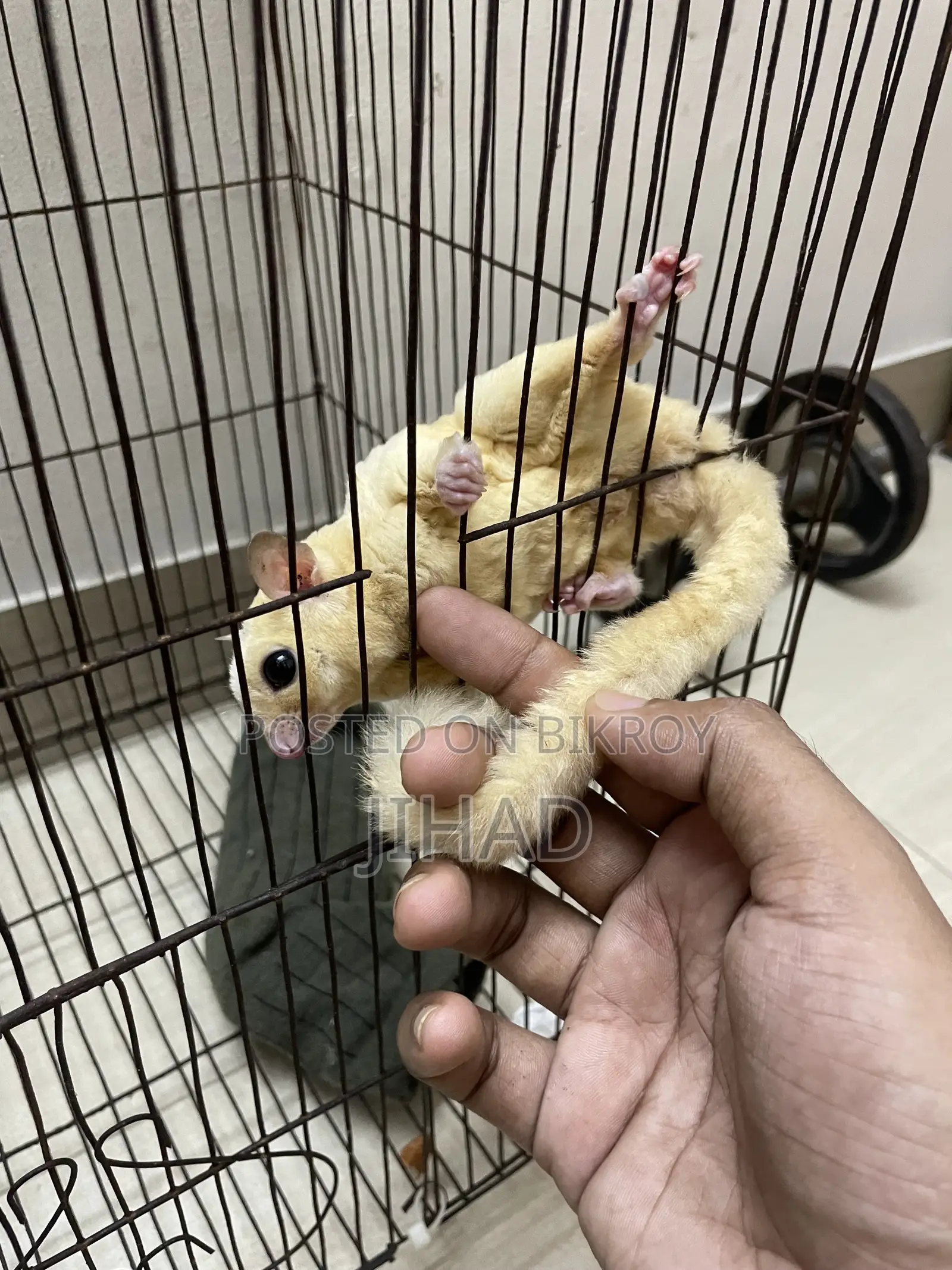 Leucistic Sugar Glider Male