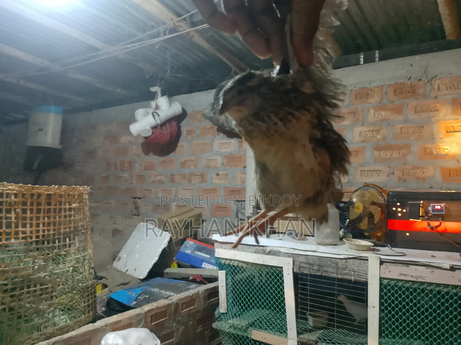কোয়েল পাখির বিক্রি করবো