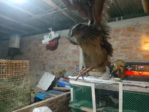 Selling Quail Birds