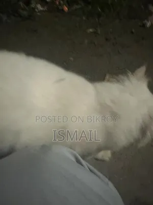 6-12 Months Female Purebred Persian