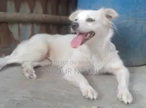 ১-৩ মাস বয়সী ফিমেল পিওরব্রেড জাপানিজ স্পিটজ