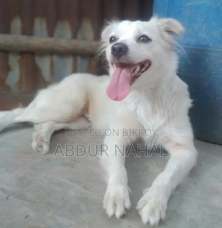 1-3 Months Female Purebred Japanese Spitz
