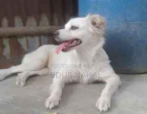 1-3 Months Female Purebred Japanese Spitz