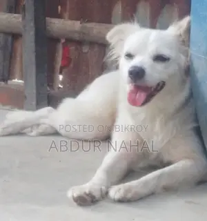 1-3 Months Female Purebred Japanese Spitz