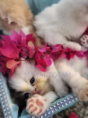 1-3 Months Female Purebred Exotic