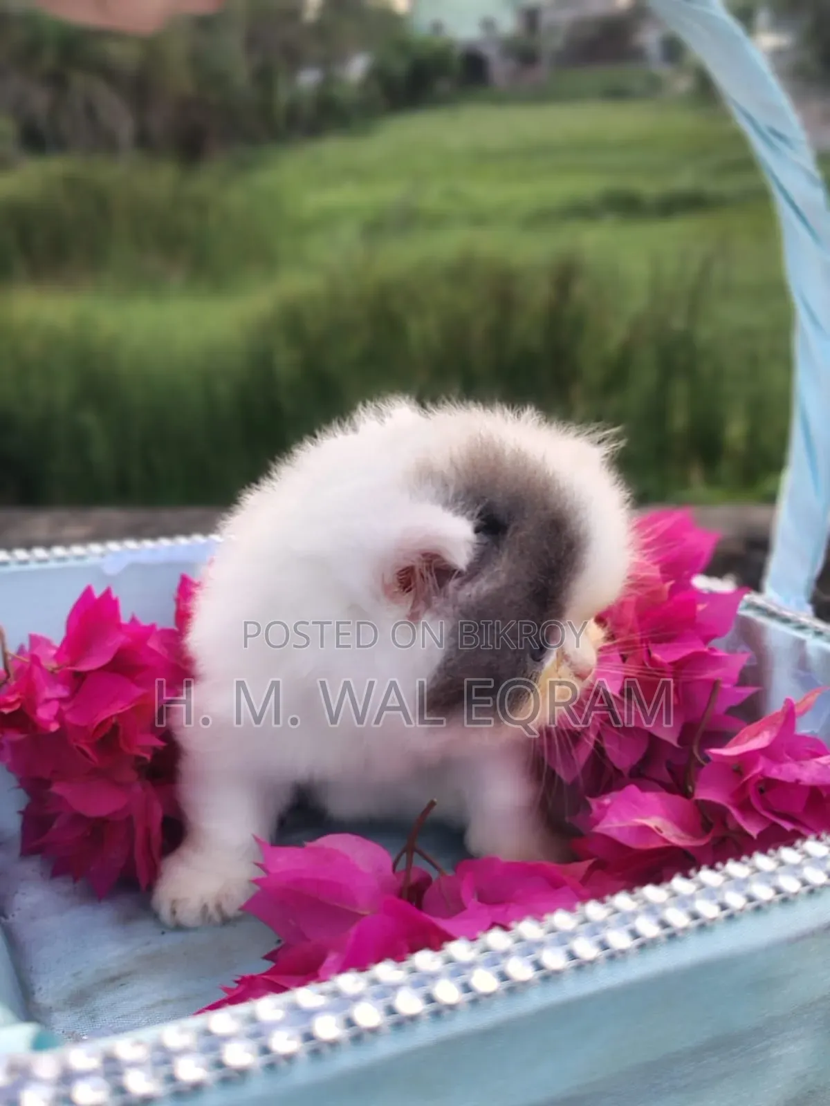 1-3 Months Female Purebred Exotic