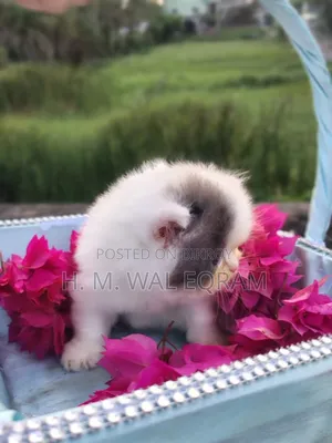 1-3 Months Female Purebred Exotic