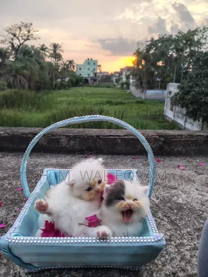 1-3 Months Male Purebred Persian