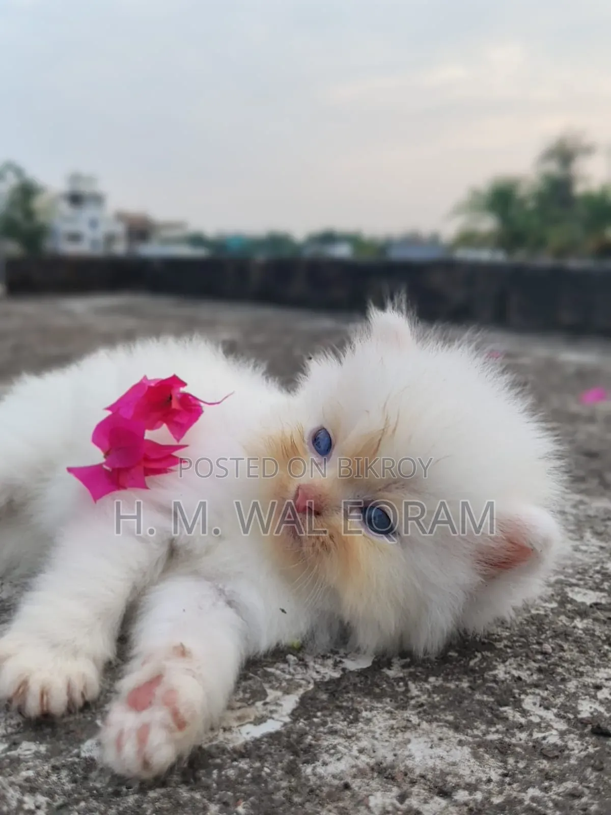 ১-৩ মাস বয়সী পুরুষ বিশুদ্ধ জাতের পার্সিয়ান