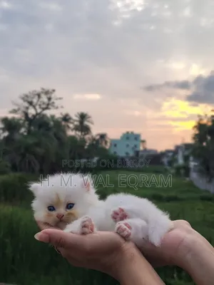 ১-৩ মাস বয়সী পুরুষ বিশুদ্ধ জাতের পার্সিয়ান