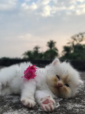 ১-৩ মাস বয়সী পুরুষ বিশুদ্ধ জাতের পার্সিয়ান