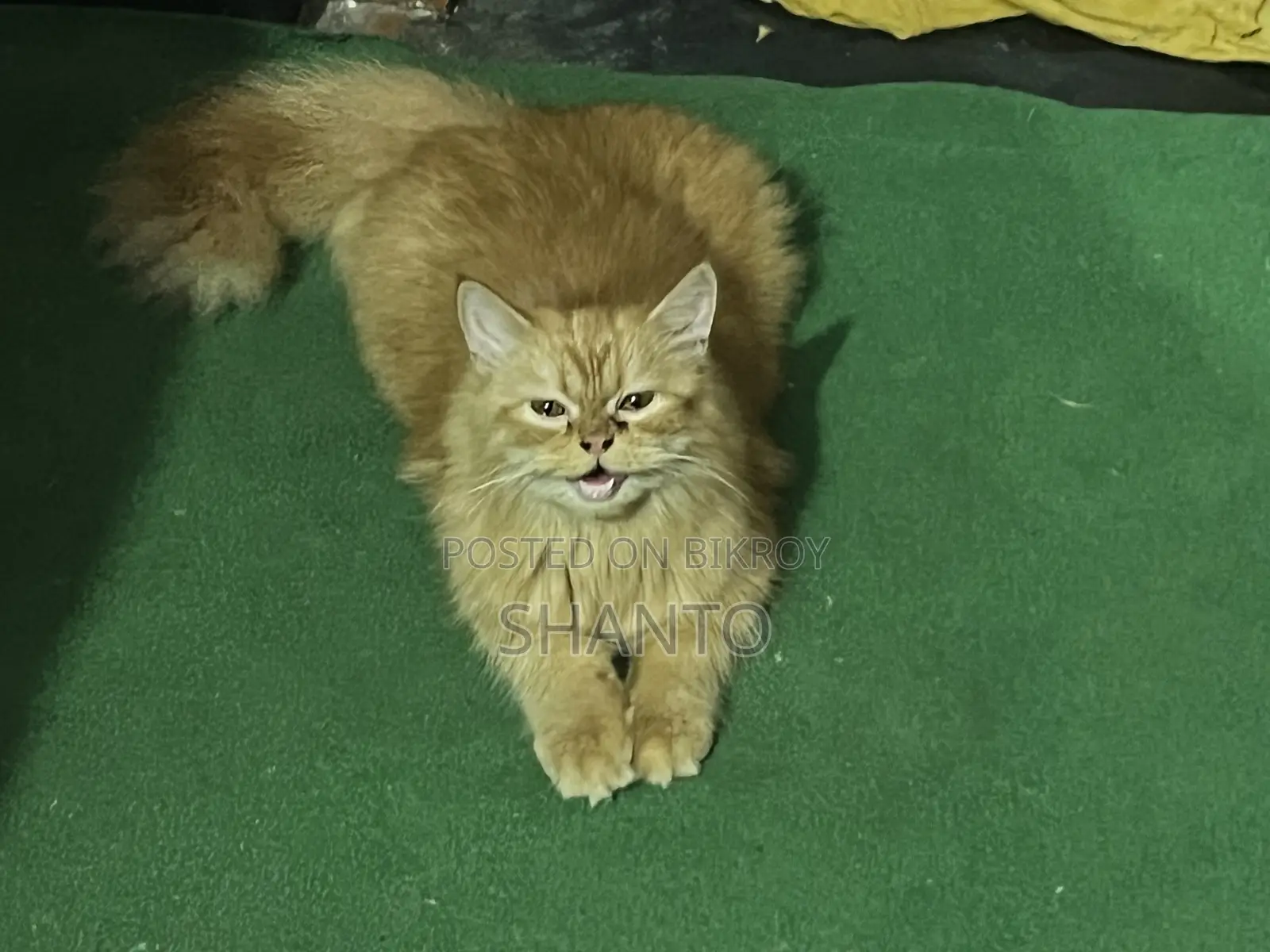 6-12 Months Female Purebred Persian Cat