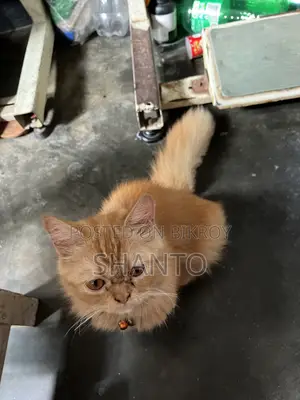 6-12 Months Female Purebred Persian Cat