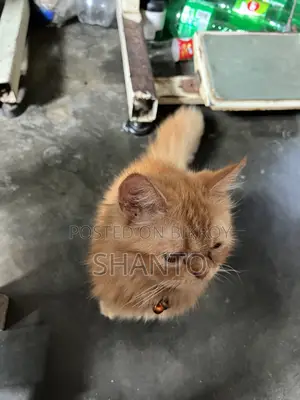 6-12 Months Female Purebred Persian Cat