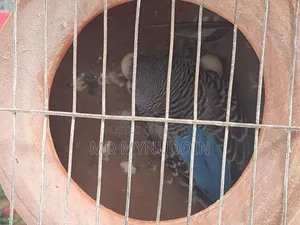Budgerigar Breeding Pair