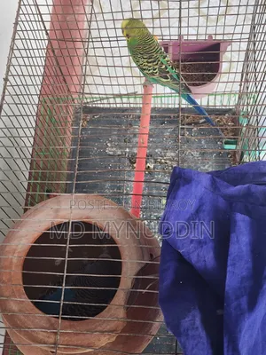 Budgerigar Breeding Pair