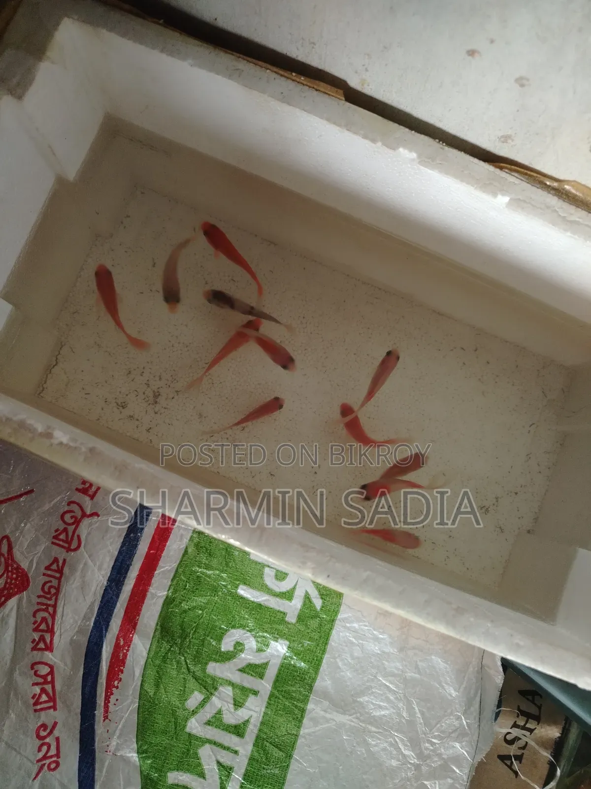 Aquarium Fish
