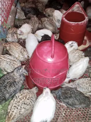 25-day-old European Quail for sale at a very low price