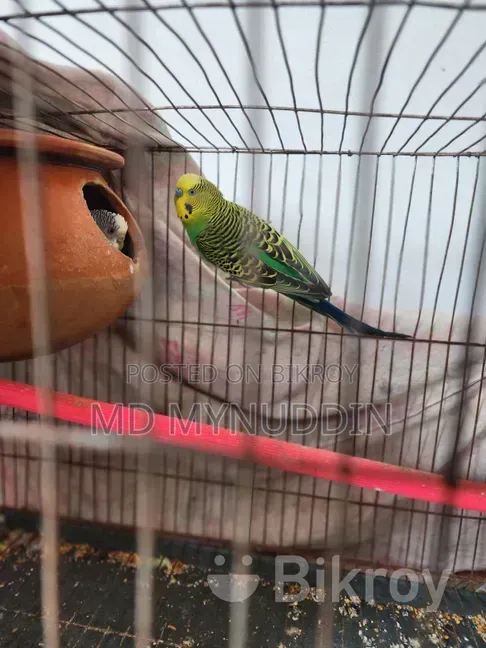 Budgerigar Breeding Pair