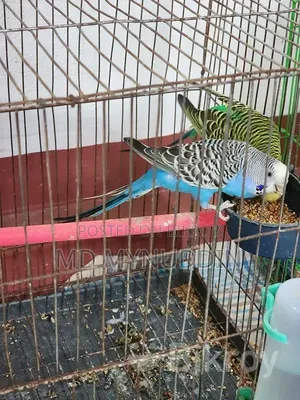 Budgerigar Breeding Pair