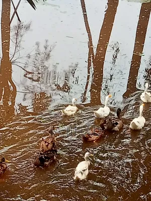 Ducks for sale