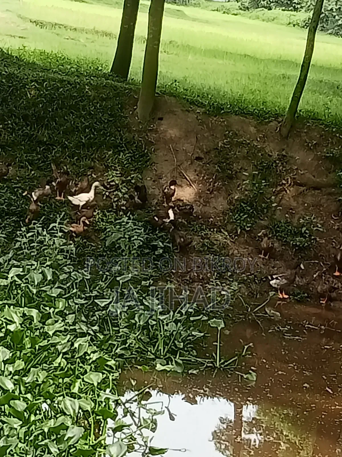 হাঁস বিক্রি করা হবে