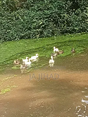 হাঁস বিক্রি করা হবে