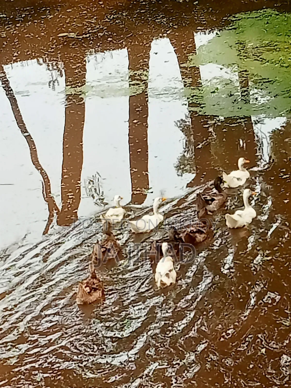 হাঁস বিক্রি করা হবে