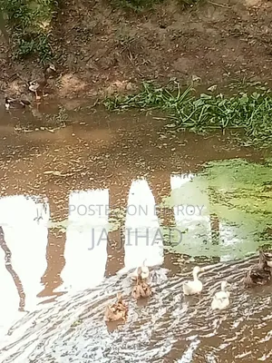 হাঁস বিক্রি করা হবে