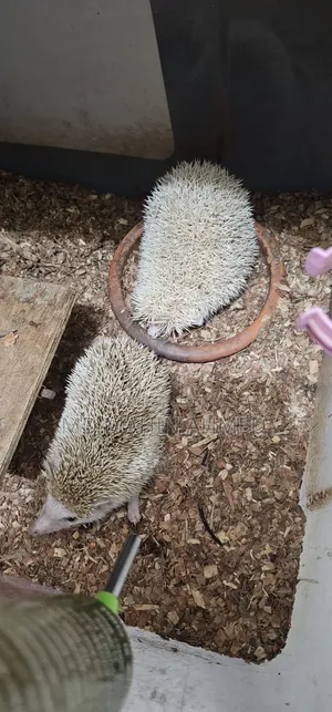 1 Pair Running Hedgehog